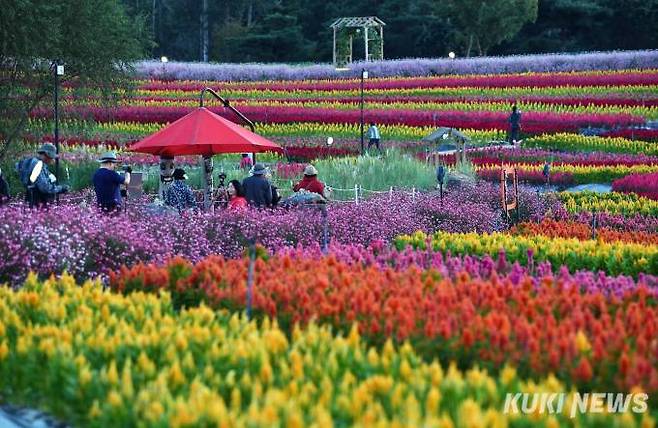 차창 밖으로 황금빛 벼가 누렇게 물든 들녘을 달려 강원도 철원 동송읍에 도착하면 가을의 문턱에서 화사하게 피어난 꽃의 낙원 ‘고석정꽃밭’을 만날 수 있다.