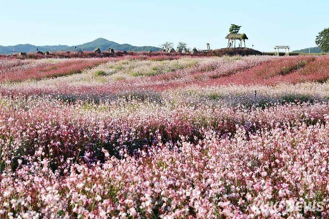 하반기 고석정 꽃밭도 상반기와 같은 ‘당신은 나에게 정말 아름다워요’라는 의미의 ‘You are so beautiful to me’를 주제로 꾸며졌다. 고석정 꽃밭을 회복과 치유, 힐링의 공간으로 스토리텔링한 것이다.