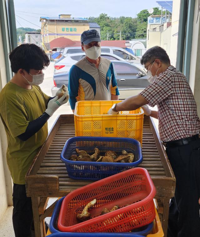 봉화군 산림조합 관계자들이 위판 송이를 분류하고 있다. 봉화군 산림조합 제공