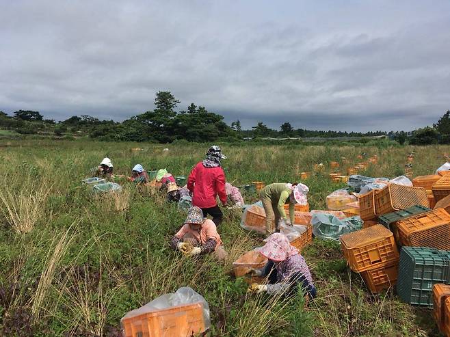 제주도에서 식재료를 수확하는 모습, 출처: 네이처랩