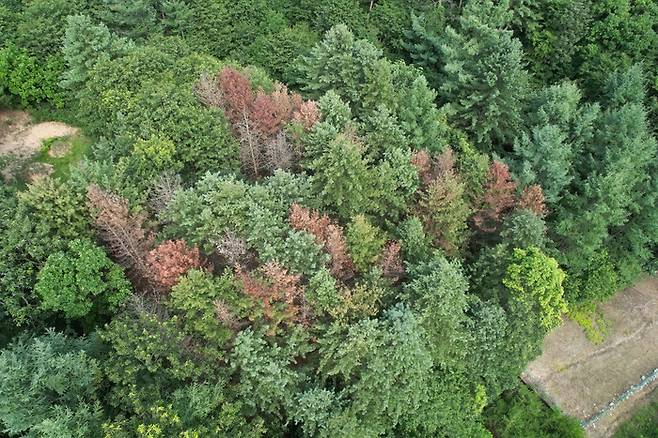 경기, 강원 지역 산림의 소나무재선충병에 감염돼 적갈색으로 물든 소나무 모습. 녹색연합 제공.