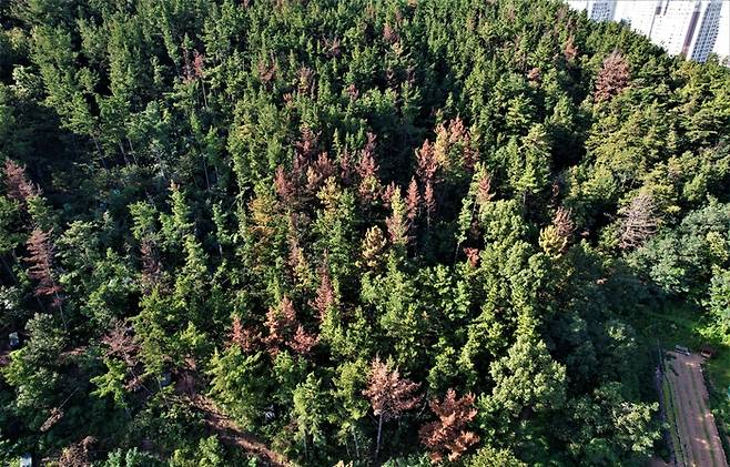 대구 지역 산림의 소나무재선충병에 걸려 적갈색으로 물든 소나무 모습. 녹색연합 제공.