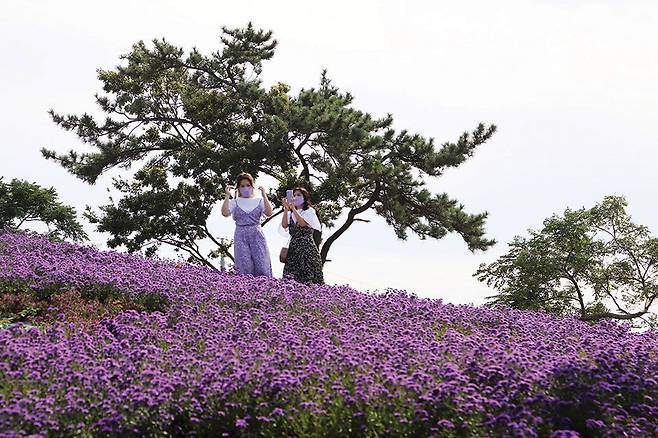 아스타 국화를 배경으로 인증샷 남기기에 열중하는 관광객들.