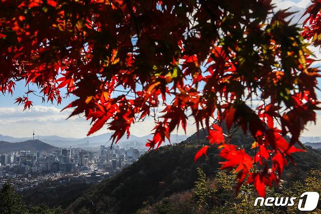 지난해 11월 12일 서울 북악산 곡장전망대에서 붉게 물든 단풍잎 뒤로 서울 도심이 보이고 있다. 2021.11.12/뉴스1 ⓒ News1 성동훈 기자