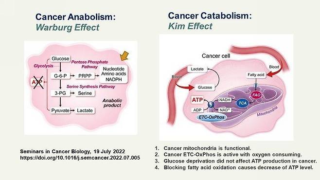 기존 암 세포 대사 '와버그 효과'(그림 왼쪽)과 김수열 박사의 '김(kim) 효과'/사진제공=국립암센터