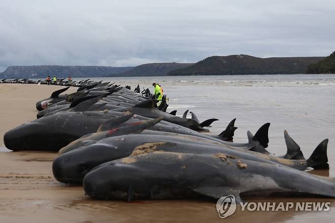 해변에 좌초돼 폐사한 돌고래 [AFP 연합뉴스 자료사진]