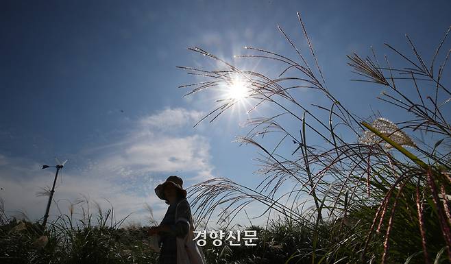 가을날씨를 보이는 지난 25일 서울 마포구 하늘공원을 찾은 시민들이 억새밭을 거닐며 가을 정취를 느끼고 있다. / 권도현 기자