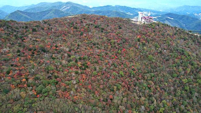 [평창=뉴시스] 김경목 기자 = 28일 강원도 평창군 대관령면 발왕산(해발 1458ｍ) 정상 지점의 단풍나무에 울긋불긋 오색의 단풍이 곱게 물들어가고 있다. (사진=용평리조트 제공) 2022.09.28. photo@newsis.com *재판매 및 DB 금지