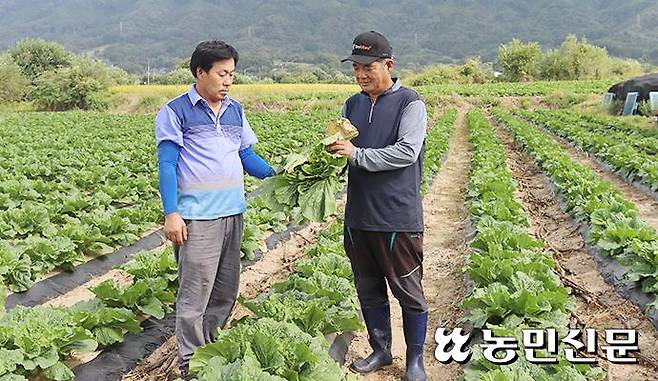 충북 괴산군 청안면의 신연종씨(오른쪽)와 이웃 농가 정상덕씨(58)가 무름병으로 시들기 시작한 배추를 근심스러운 표정으로 살펴보고 있다.