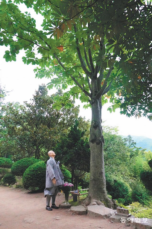 법정 스님의 유해가 묻힌 송광사 불일암의 후박나무를 덕조 스님이 보고 있다. 3m에 불과했던 이 나무는 12년 사이에 불일암을 뒤덮을 정도로 자랐다.