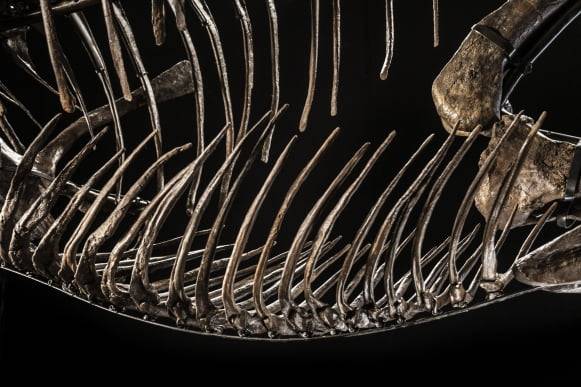 '셴'의 갈비뼈. 크리스티 제공