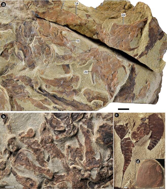 실루리아기 고대 유악어류 화석  [Zhu et al. Nature (2022) 제공/ 재판매 및 DB 금지] photo@yna.co.kr
