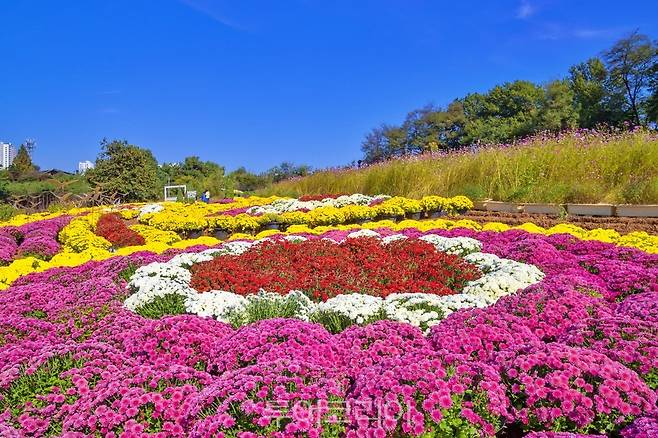 익산 천만송이 국화축제