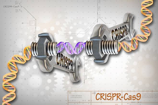 크리스퍼 유전자가위 기술은 최근 생명과학에서 가장 혁신적인 기술로 꼽히고 있다. 유전정보를 담고 있는 DNA에서 특정 부위를 잘라내 편집하고 교정하는 과정의 모식도. 위키미디어 제공.
