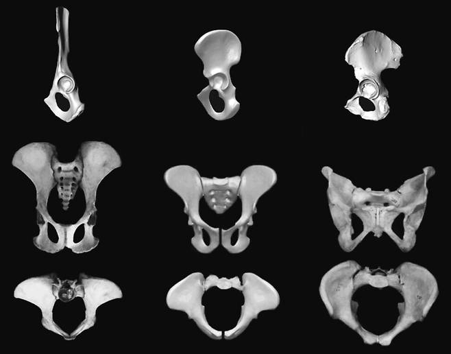 왼쪽부터 침팬지, 아르디, 인간의 골반. 침팬지는 엉덩뼈가 길고, 볼기뼈 가운데에는 잘록한 협부가 위치하고 있다. 인간은 엉덩뼈가 회전해 좀 더 그릇 모양을 하고 있다. 아르디 복원 결과는 이족보행과 나무타기 요소가 결합돼 있다. 김영사 제공