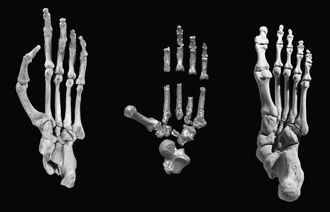 왼쪽부터 침팬지, 아르디, 인간의 발바닥뼈. 아르디의 뼈가 ‘쥐는 발’임을 보여준다. 김영사 제공