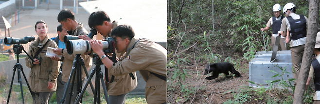 국립공원 레인저가 철새를 모니터링하는 모습.(왼쪽) 다친 반달가슴곰은 치료한 뒤 다시 숲에 놓아주기도 한다. 지난 5월에는 반달가슴곰 복원 사업을 시작한 지 18년 만에 첫 4세대 새끼가 태어났다. 이번 4세대 출산은 복원사업이 안정화 단계 에 들어섰음을 보여주는 사례다. 사진 제공 이윤수