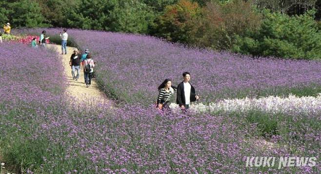 30일 강원 인제 용대관광단지에서 가을꽃 축제가 열려 관광객이 활짝 핀 버들마편초 꽃길을 걸으며 즐거운 시간을 보내고 있다.