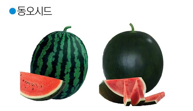 호랑이꿀 / 패션.