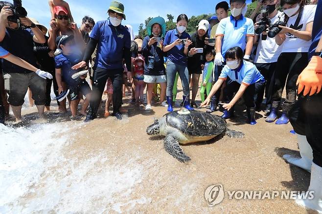 고향으로 돌아가는 바다거북 (서귀포=연합뉴스) 박지호 기자 = 25일 오후 제주 서귀포시 중문 색달해변에서 바다거북 방류행사가 열리고 있다. 2022.8.25 jihopark@yna.co.kr