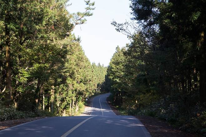 제주시 봉개동에서 구좌읍 평대리까지 이어지는 삼나무도로. 사진 출처 비짓제주.