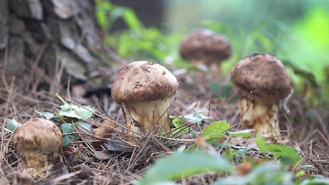 [사진 출처 = 양양군]