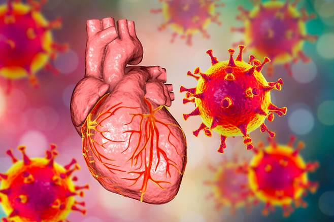 코로나19 바이러스는 심장에 영향을 미칠 수 있다. [사진=게티이미지뱅크]