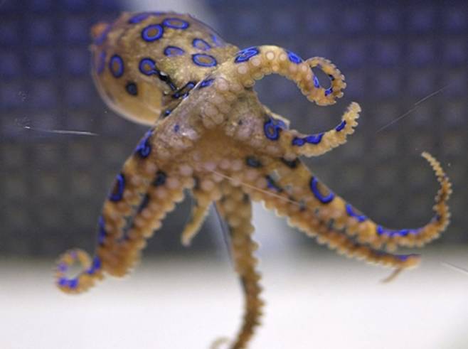 - 맹독성 파란선문어 자료사진.