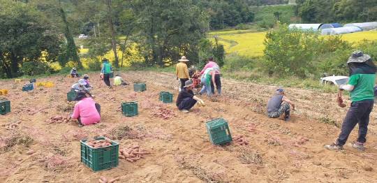 사진=영동군 제공