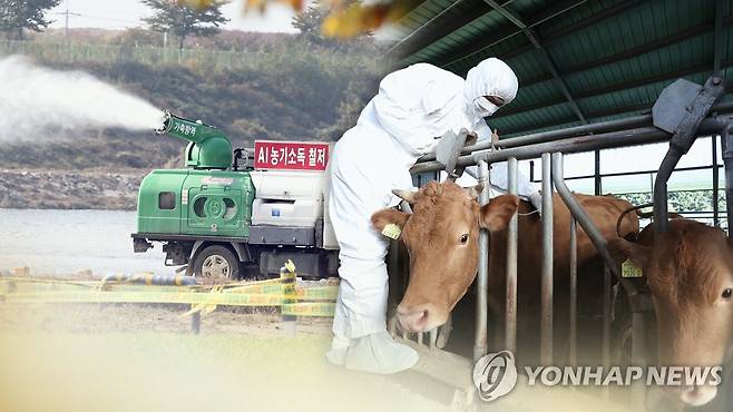 겨울 AI•구제역 막는다…특별방역 시동 (CG) [연합뉴스TV 제공]