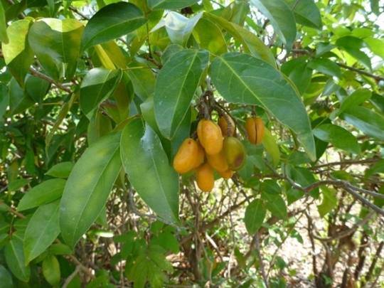 캄보디아 야생식물 ‘코나루스 세미데칸드러스’. 사진=국립생물자원관 제공