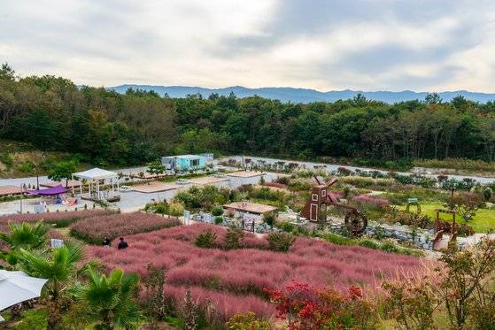 1500평에 이르는 핑크뮬리 정원 옆으로 전망대와 카페 등을 갖추고 있다.
