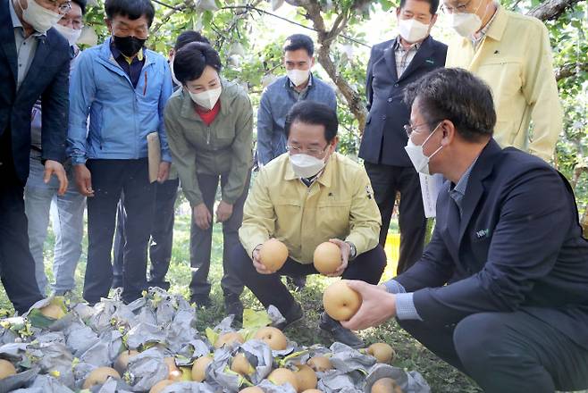 김영록 전라남도지사가 지난 9월 6일 제11호 태풍 ‘힌남노’ 영향으로 인해 배 낙과 피해를 본 순천시 낙안면 이곡리 현장을 방문해 피해 상황을 살피고 있다. 김 지사는 태풍에 앞서 공무원들에게 ‘선조치 후보고’를 지시했다. 전남도 제공