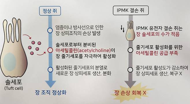 IPMK 효소에 기반한 장내 솔세포 발생 및 장염 회복 조절 모식도.[KAIST 제공]