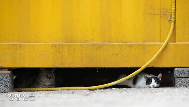재개발 공사장 옆 공터로 터를 잡은 고양이들이 컨테이너 가건물 밑에서 휴식을 취하고 있다. 이 공터에는 재개발 공사장 안쪽에서 살던 고양이 10여 마리가 이동해 터를 잡아 살고 있다.