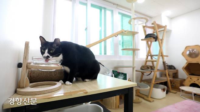 재개발 지역에서 구조된 ‘모짜’가 길동무 내 ‘TNR케어실’에서 물을 먹고 있다.