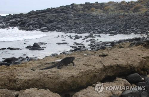 갈라파고스제도 이구아나 [EPA=연합뉴스 자료사진]