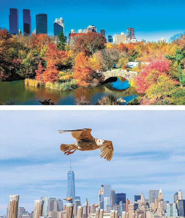 19세기에서 20세기 중반에 걸쳐 도시 외곽으로 밀려났던 야생 동물들이 돌아오고 있다. 교외 숲 보호와 시가지 내부의 공원화 등 
환경 정책의 확산과 여러 동물 종(種)의 도시 적응 때문이다. 도시 공원의 대명사인 미국 뉴욕 센트럴파크(윗쪽 사진)와 
1970년대 이후 뉴욕 상공에 돌아온 수릿과의 맹금류 새. 사진 출처 Unsplash