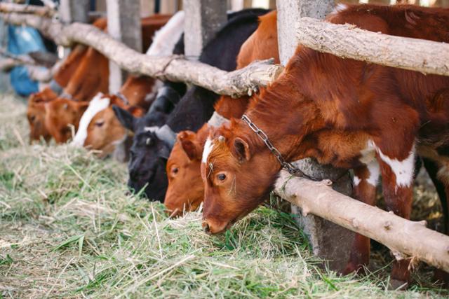 소를 사육하는 데는 초지와 물, 사료 등 막대한 에너지가 필요하다. 게티이미지뱅크