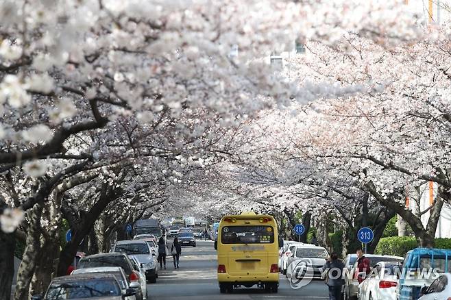 벚꽃 터널 [연합뉴스 자료사진]