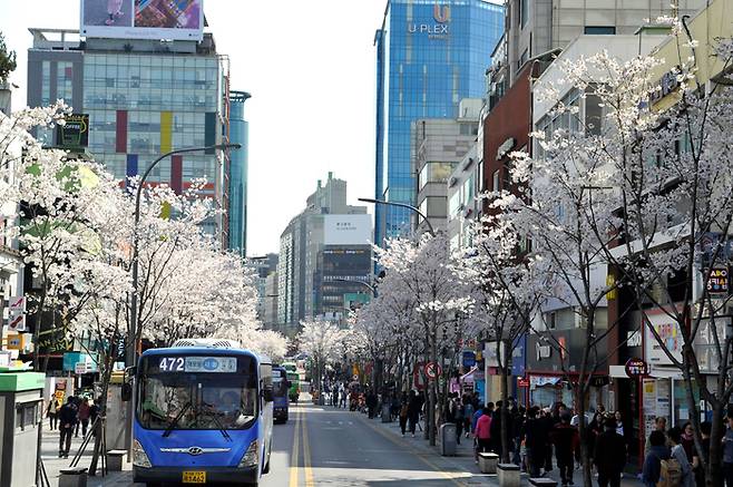 평일에 버스와 긴급 차량만 상시 통행하는 서울 서대문구 연세로 일대의 모습. |서대문구 제공