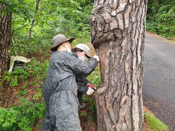 ‘나무의사’인 강기래 박사가 나무 상태를 살펴보고 있다.