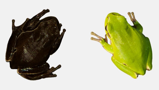 체르노빌 출입금지 구역과 외곽 지역에 서식하는 청개구리(Hyla orientalis)를 비교한 결과 오염 지역 개구리의 피부가 검게 나타났다.