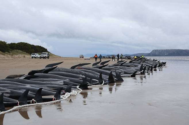 지난달 테즈메이니아섬에서 집단 폐사한 돌고래들. /AFP 연합뉴스