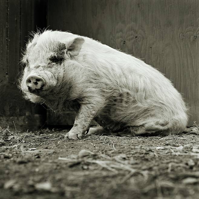 사진작가 이사 레슈코가 펴낸 책 ＜사로잡는 얼굴들＞은 공장식 축산 시스템에서는 볼 수 없는 나이 든 농장동물들의 초상을 담고 있다. 가망서사 제공
