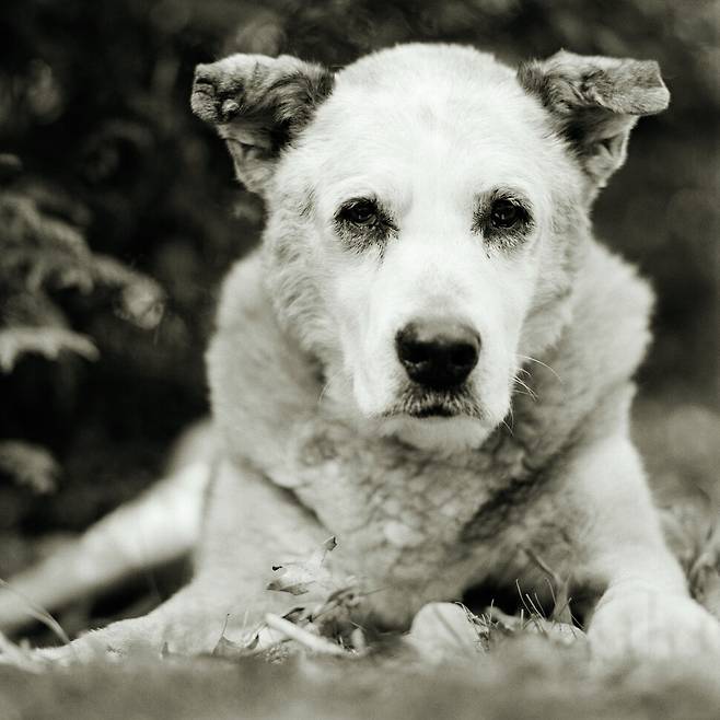 개 범퍼는 동물 보호소에서 입양됐다. 가망서사 제공