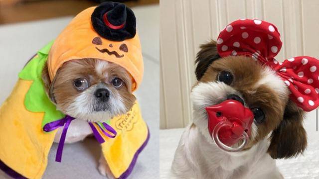 백미현씨가 입양한 시츄 찐빵이(왼쪽)와 김치. 백미현씨 제공