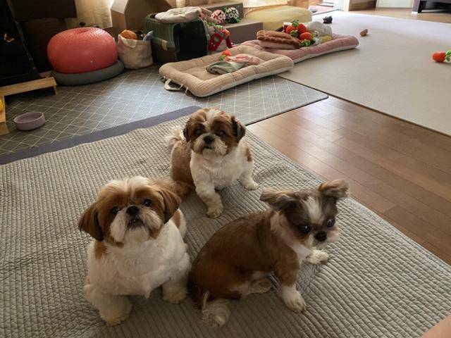 백미현씨가 입양한 시츄 김치(왼쪽부터)와 찐빵이, 도라지. 백미현씨 제공