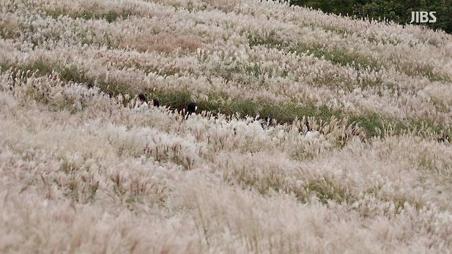 산굼부리 억새밭.(JIBS 자료 사진)