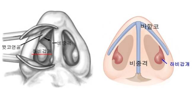 코의 구조/자료=이비인후과학